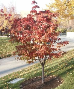 Pink Dogwood Tree Live Plant – Cornus florida – Quart Pot – Outdoor - Image 8