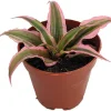 Pink Earth Star Cryptanthus Live Plant - 2 inch Pot - Indoor Houseplant - Image 1