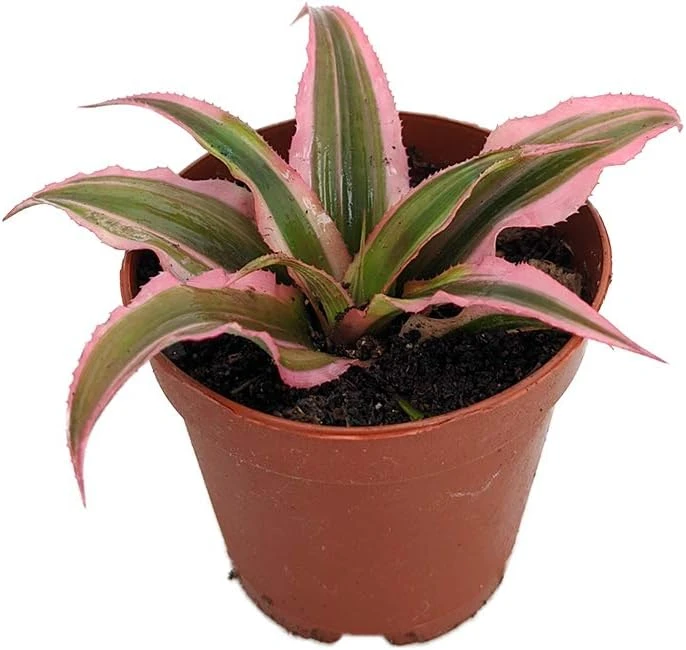 Pink Earth Star Cryptanthus Live Plant - 2 inch Pot - Indoor Houseplant - Image 1