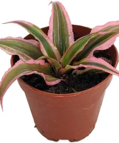 Pink Earth Star Cryptanthus Live Plant - 2 inch Pot - Indoor Houseplant - Image 2