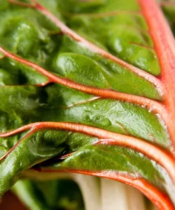 Pink Flamingo Swiss Chard Seeds - Beta Vulgaris Vegetable Seed Packet - Image 2