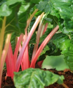 Pink Flamingo Swiss Chard Seeds - Beta Vulgaris Vegetable Seed Packet - Image 3