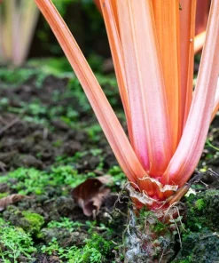 Pink Flamingo Swiss Chard Seeds - Beta Vulgaris Vegetable Seed Packet - Image 4