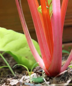 Pink Flamingo Swiss Chard Seeds - Beta Vulgaris Vegetable Seed Packet - Image 8