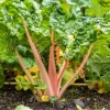 Pink Flamingo Swiss Chard Seeds - Beta Vulgaris Vegetable Seed Packet - Image 1