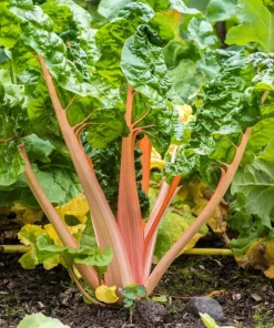 Pink Flamingo Swiss Chard Seeds - Beta Vulgaris Vegetable Seed Packet - Image 1