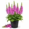 Pink Foxglove Live Plant - Hardy Perennial Digitalis Purpurea - 2-4 Inch Tall, 3 Inch Pot - Image 1
