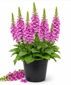 Pink Foxglove Live Plant - Hardy Perennial Digitalis Purpurea - 2-4 Inch Tall, 3 Inch Pot - Image 1