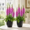 Pink Foxglove Live Plants - Set of 2, Hardy Perennial, 2-4 Inch Tall, 3 Inch Pot - Image 1