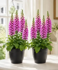 Pink Foxglove Live Plants - Set of 2, Hardy Perennial, 2-4 Inch Tall, 3 Inch Pot - Image 1