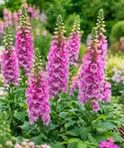 Pink Foxglove Live Plants - Set of 2, Hardy Perennial, 2-4 Inch Tall, 3 Inch Pot - Image 4