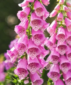 Pink Foxglove Live Plants - Set of 2, Hardy Perennial, 2-4 Inch Tall, 3 Inch Pot - Image 6