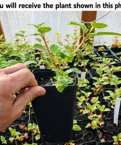 Pink Fuchsia Live Plant - 4-6 inch Tall, 5 inch Pot, Outdoor/Indoor - Image 2