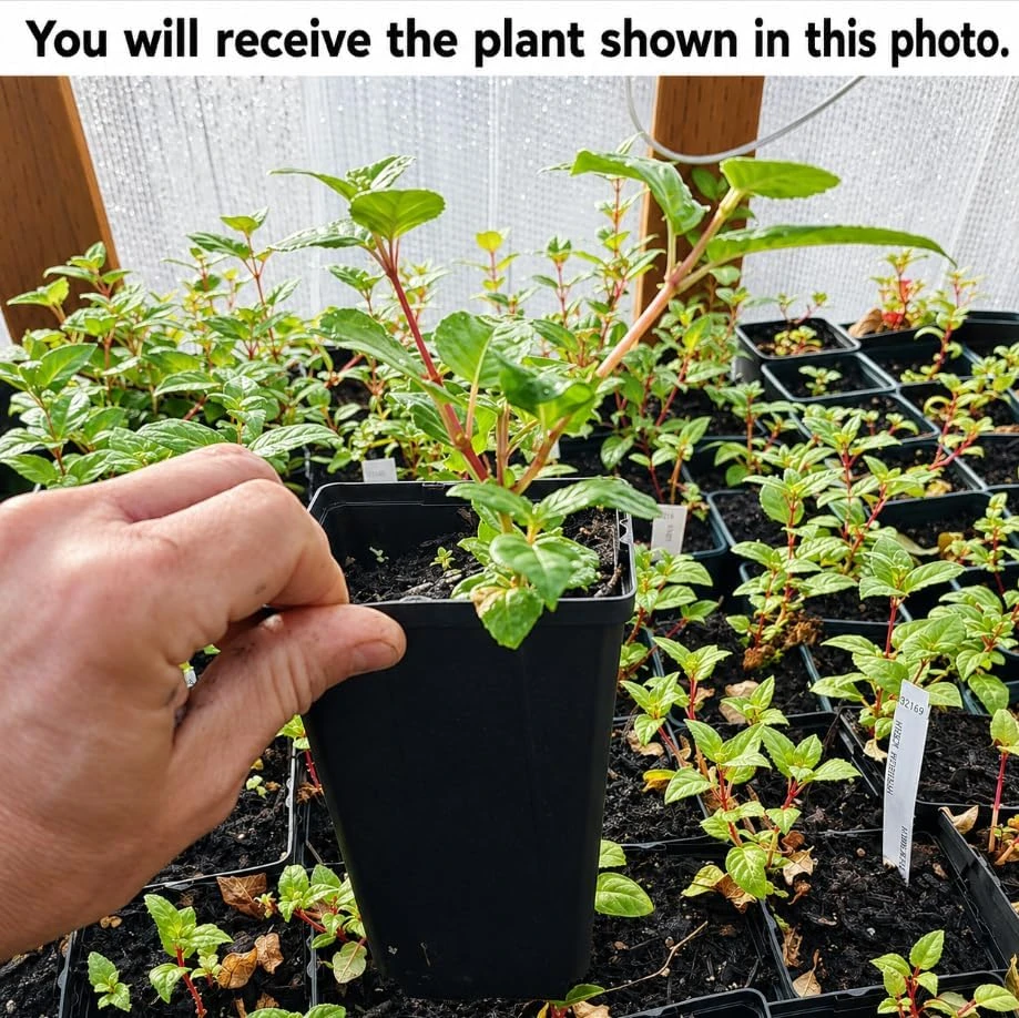 Pink Fuchsia Live Plant - 4-6 inch Tall, 5 inch Pot, Outdoor/Indoor - Image 2