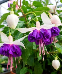 Pink Fuchsia Live Plant - 4-6 inch Tall, 5 inch Pot, Outdoor/Indoor - Image 3