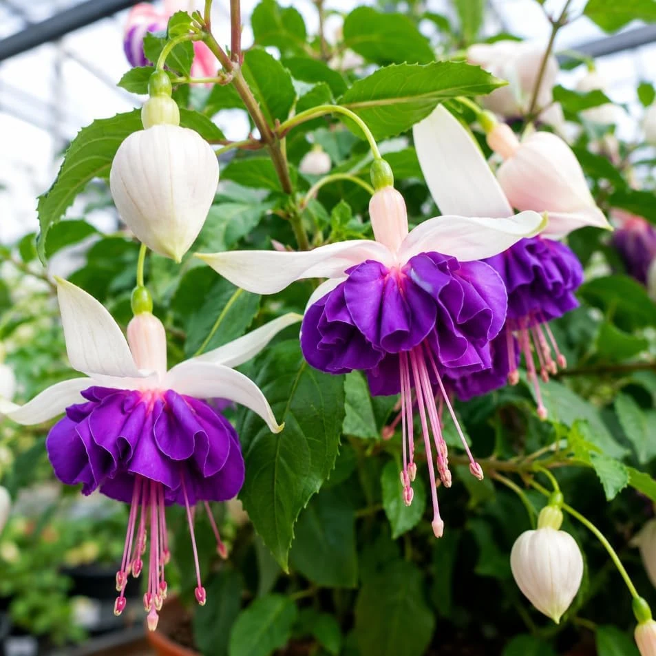 Pink Fuchsia Live Plant - 4-6 inch Tall, 5 inch Pot, Outdoor/Indoor - Image 3