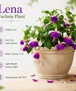 Pink Fuchsia Live Plant - 4-6 inch Tall, 5 inch Pot, Outdoor/Indoor - Image 4