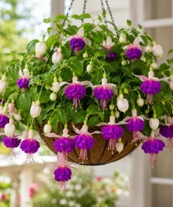 Pink Fuchsia Live Plant - 4-6 inch Tall, 5 inch Pot, Outdoor/Indoor - Image 5