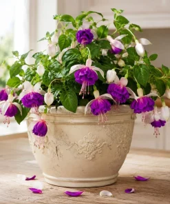 Pink Fuchsia Live Plant - 4-6 inch Tall, 5 inch Pot, Outdoor/Indoor - Image 1