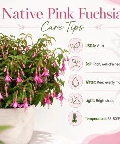 Pink Fuchsia Live Plant, 4-6 Inch Tall, 5 Inch Pot, Pink Flowers for Garden - Image 4
