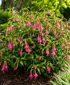 Pink Fuchsia Live Plant, 4-6 Inch Tall, 5 Inch Pot, Pink Flowers for Garden - Image 5