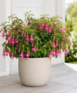 Pink Fuchsia Live Plant, 4-6 Inch Tall, 5 Inch Pot, Pink Flowers for Garden - Image 6