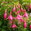 Pink Fuchsia Live Plant, 4-6 Inch Tall, 5 Inch Pot, Pink Flowers for Garden - Image 1