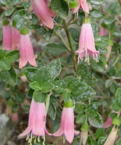 Pink Fuchsia Live Plant – 5