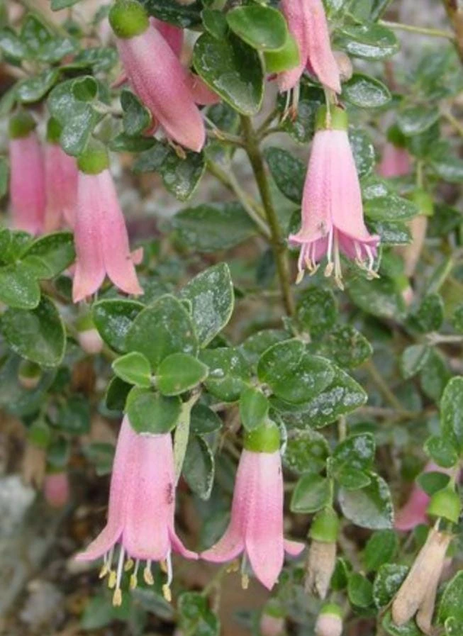 Pink Fuchsia Live Plant – 5" Pot – Small Flowering Shrub – Attracts Hummingbirds - Image 2