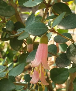 Pink Fuchsia Live Plant – 5