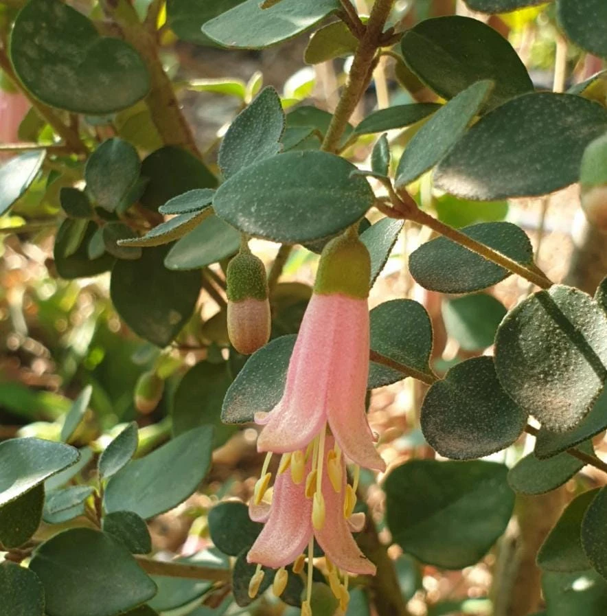 Pink Fuchsia Live Plant – 5" Pot – Small Flowering Shrub – Attracts Hummingbirds - Image 3