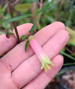 Pink Fuchsia Live Plant – 5