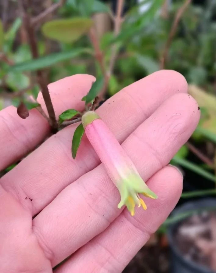 Pink Fuchsia Live Plant – 5" Pot – Small Flowering Shrub – Attracts Hummingbirds - Image 4