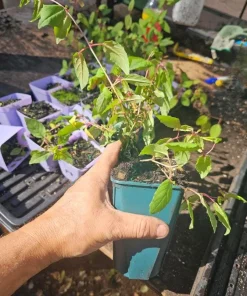 Pink Fuchsia Live Plant – 5