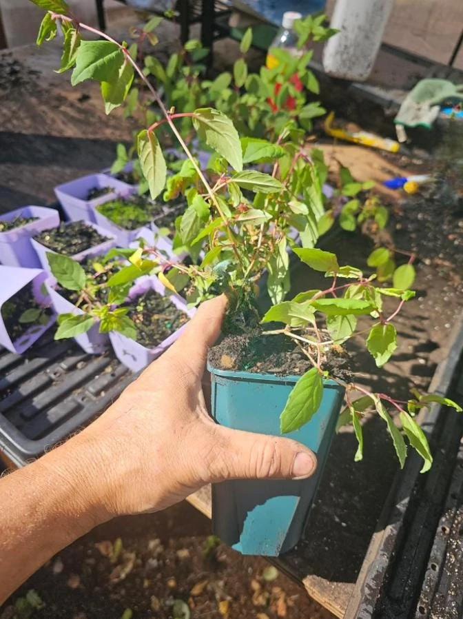 Pink Fuchsia Live Plant – 5" Pot – Small Flowering Shrub – Attracts Hummingbirds - Image 5