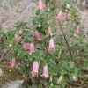 Pink Fuchsia Live Plant – 5" Pot – Small Flowering Shrub – Attracts Hummingbirds - Image 1