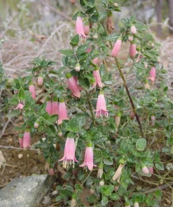 Pink Fuchsia Live Plant – 5