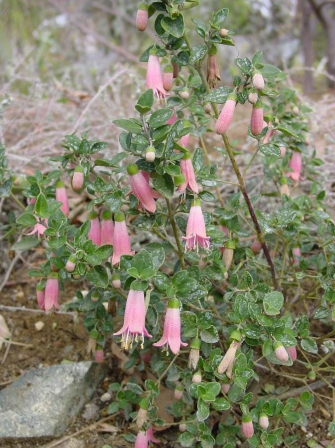 Pink Fuchsia Live Plant – 5" Pot – Small Flowering Shrub – Attracts Hummingbirds - Image 1