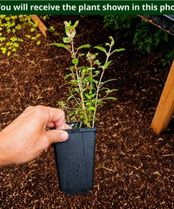 Pink Fuchsia Live Plant for Planting - 4-6 inch Tall in 5 inch Pot - Image 2