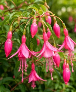 Pink Fuchsia Live Plant for Planting - 4-6 inch Tall in 5 inch Pot - Image 3