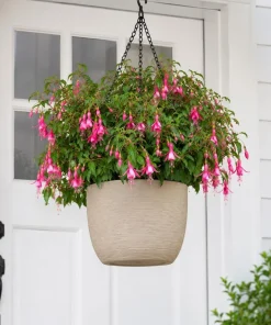 Pink Fuchsia Live Plant for Planting - 4-6 inch Tall in 5 inch Pot - Image 4