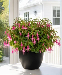 Pink Fuchsia Live Plant for Planting - 4-6 inch Tall in 5 inch Pot - Image 6