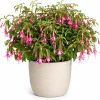 Pink Fuchsia Live Plant for Planting - 4-6 inch Tall in 5 inch Pot - Image 1