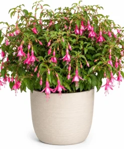 Pink Fuchsia Live Plant for Planting - 4-6 inch Tall in 5 inch Pot - Image 1