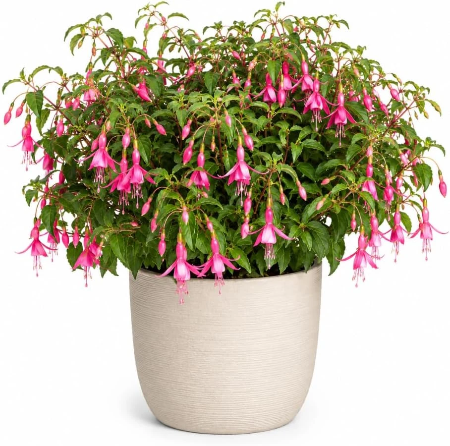 Pink Fuchsia Live Plant for Planting - 4-6 inch Tall in 5 inch Pot - Image 1