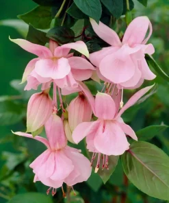 Pink Galore Fuchsia Live Plant – 6