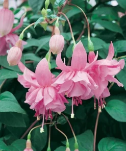 Pink Galore Fuchsia Live Plant – 6