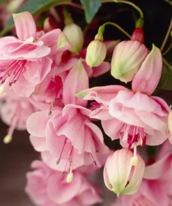 Pink Galore Fuchsia Live Plant – 6