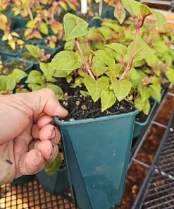 Pink Galore Fuchsia Live Plant – 6