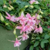 Pink Galore Fuchsia Live Plant – 6" Pot – Vibrant Pink Flowers – Shade-Loving Ornamental - Image 1